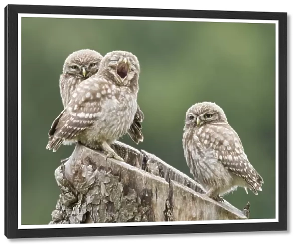 Little Owl (Athene noctua) three chicks, yawning, perched on tree stump nest, Berkshire, England
