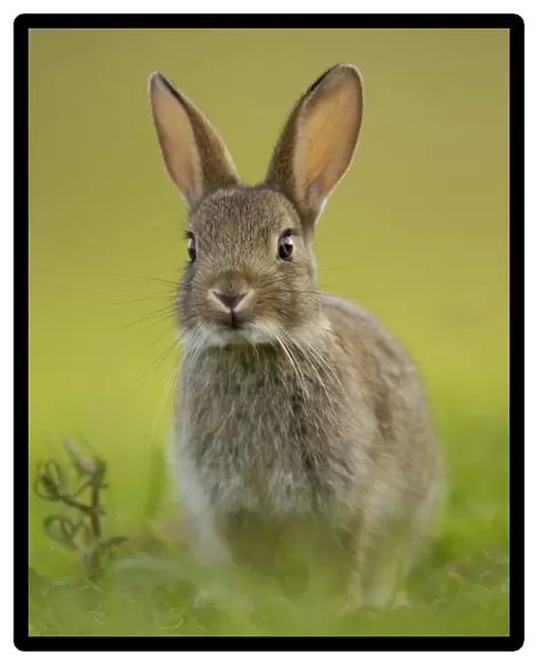 European Rabbit (Oryctolagus cuniculus) young, alert, sitting near warren in evening sunlight, Norfolk, England, june