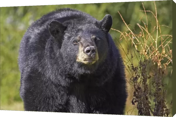 American Black Bear (Ursus americanus) close-up of adult, in forest clearing, Nova Scotia, Canada