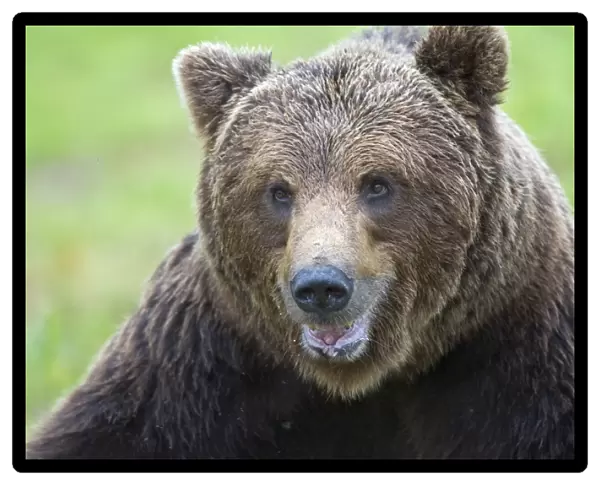 European Brown Bear (Ursus arctos arctos) adult, close-up of head, in boreal bog, Northeast Finland