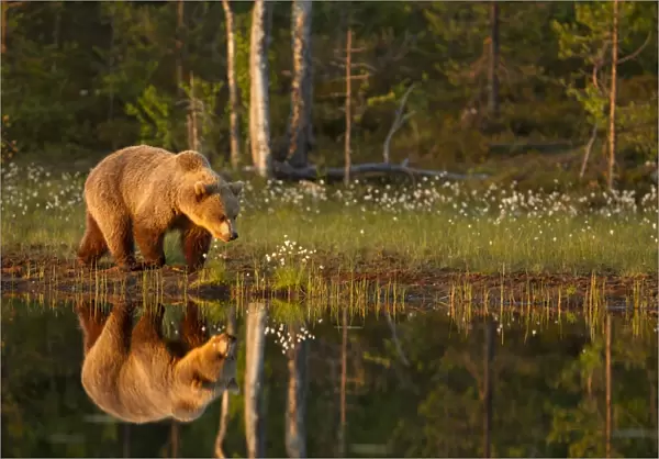 European Brown Bear (Ursus arctos arctos) adult, walking beside pool with reflection in evening sunlight, Finland, june