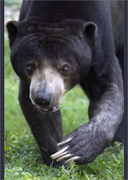 Malaysian Sun Bear (Helarctos malayanus) adult, close-up of head and paws