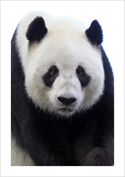 Giant Panda (Ailuropoda melanoleuca) adult, close-up of head, Adelaide Zoo