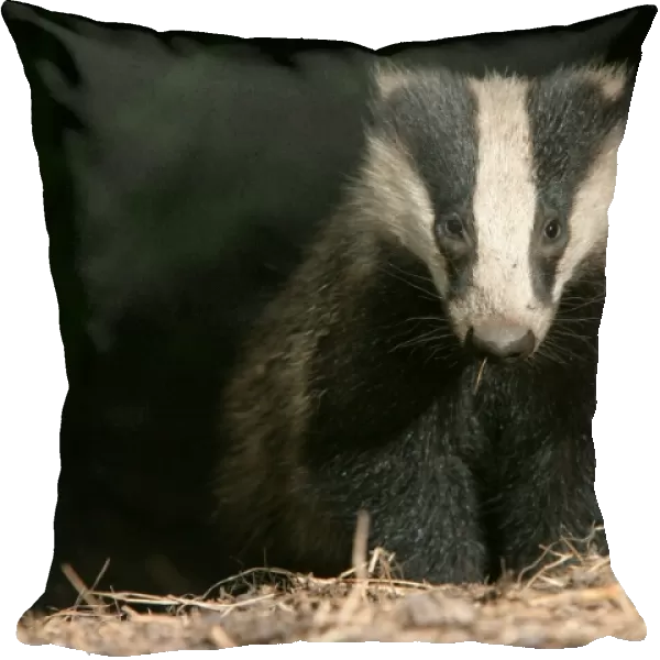 Badger in a woodland. approaching camera, front on, black b / g meles meles