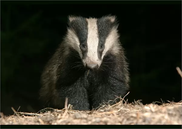Badger in a woodland. approaching camera, front on, black b / g meles meles