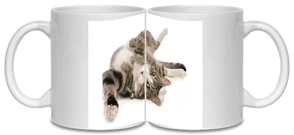 Domestic Cat, tabby and white, adult female, rolling on back, with collar and bells