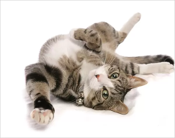 Domestic Cat, tabby and white, adult female, rolling on back, with collar and bells