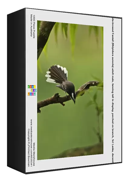 White-browed Fantail (Rhipidura aureola) adult male, fanning tail in display, perched on branch, Sri Lanka, december