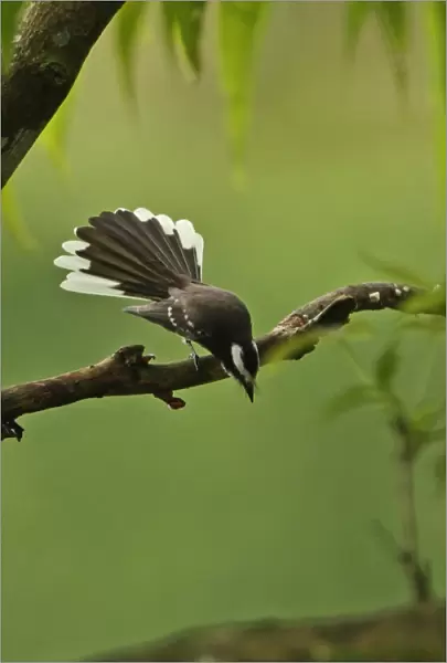 White-browed Fantail (Rhipidura aureola) adult male, fanning tail in display, perched on branch, Sri Lanka, december