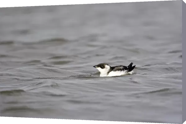 Little Auk (Alle alle) adult, winter plumage, swimming, Suffolk, England, november