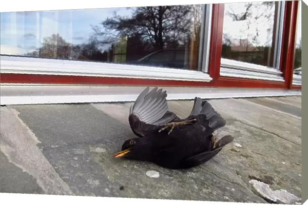 European Blackbird (Turdus merula) dead adult male, killed after collision with window, Scotland, november