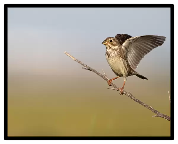 Corn Bunting (Miliaria calandra) adult, stretching wings, perched on stem, Southern Spain, april
