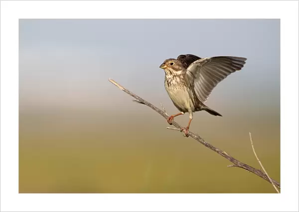 Corn Bunting (Miliaria calandra) adult, stretching wings, perched on stem, Southern Spain, april