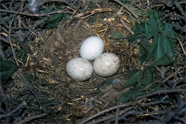 Buzzard (Buteo buteo) Three eggs in nest