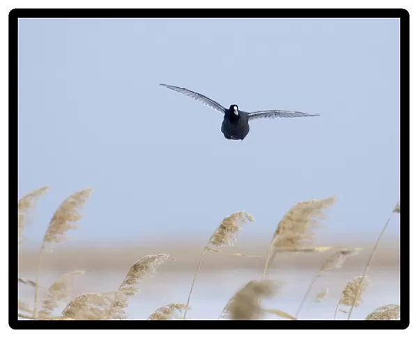 Common Coot (Fulica atra) adult, in flight over reedbed, Norfolk, England, winter