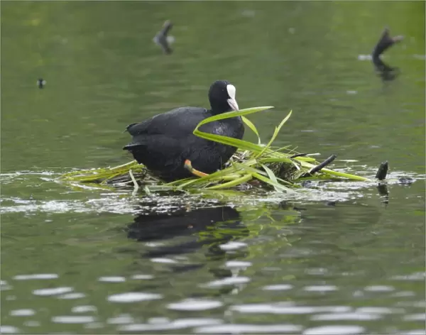 Common Coot (Fulica atra) adult, nest building, arranging nesting material, Yorkshire, England, may