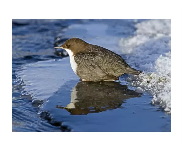White-throated Dipper (Cinclus cinclus) adult, standing on ice at edge of river, Finland, february