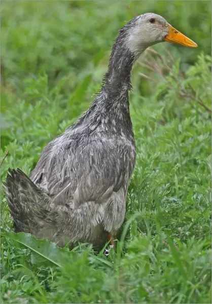 Domestic Duck, adult, standing in vegetation, Hebei, China, may