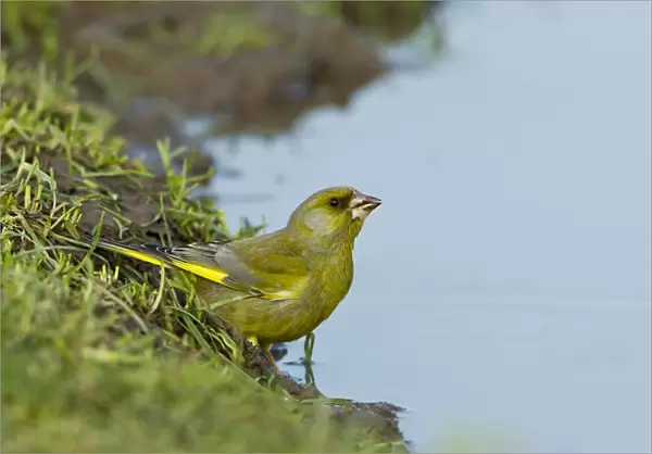 European Greenfinch (Carduelis chloris) adult male, drinking from puddle on farmland, Warwickshire, England, april
