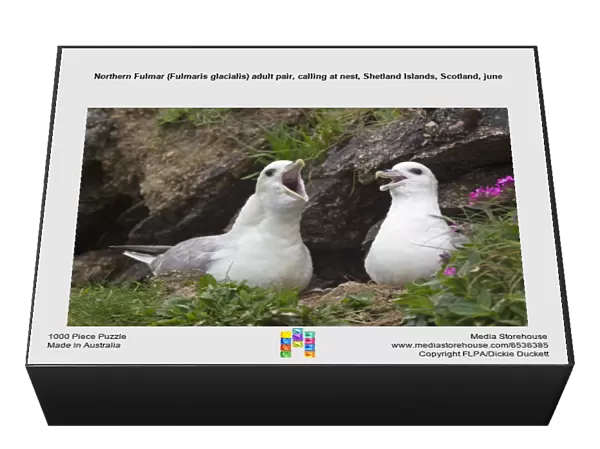 Northern Fulmar (Fulmaris glacialis) adult pair, calling at nest, Shetland Islands, Scotland, june