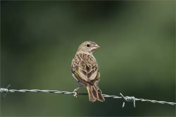 Saffron Finch (Sicalis flaveola) adult female, perched on barbed wire fence, Costanera Sur Nature Reserve, Buenos Aires Province, Argentina, february