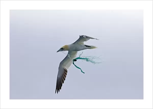 Northern Gannet (Morus bassanus) adult, in flight, carrying fishing net rope for nesting material, Noss, Shetland Islands, Scotland, may