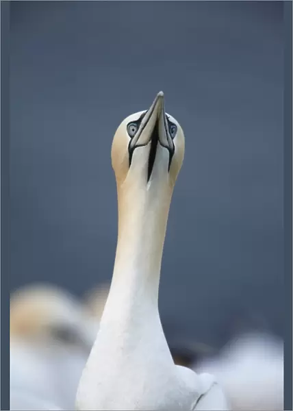 Northern Gannet (Morus bassanus) adult, close-up of head and neck, Heligoland, Schleswig-Holstein, Germany, may