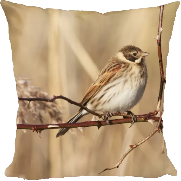 Reed Bunting (Emberiza schoeniclus) adult male, winter plumage, perched on rose stem in reedbed, Midlands, England, january