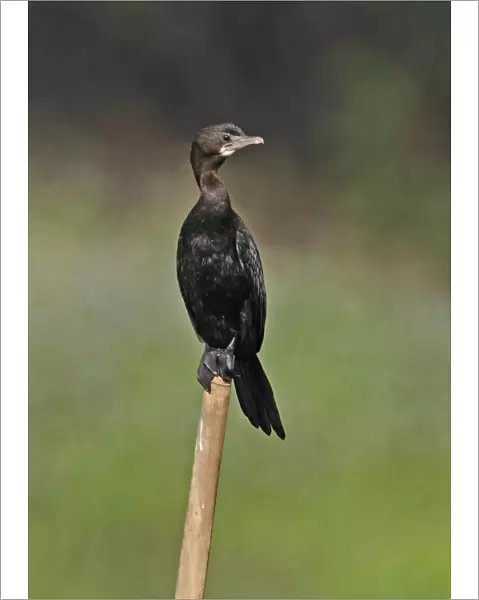 Little Cormorant (Phalacrocorax niger) adult, standing on post, Dibru-Saikhowa N. P. Assam, India, february