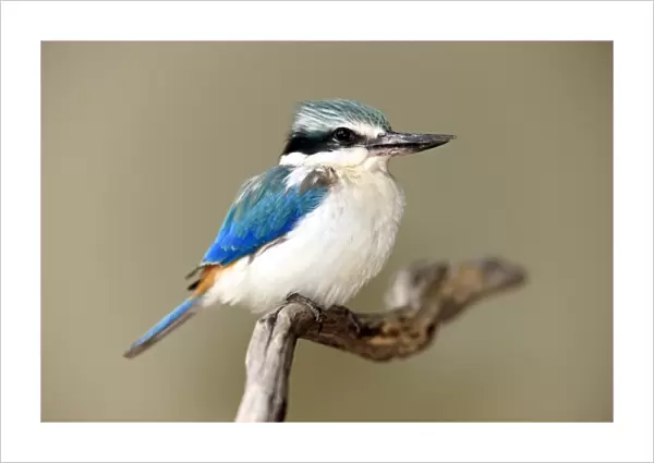 Red-backed Kingfisher (Todiramphus pyrrhopygius) adult, perched on branch, Outback, Northern Territory, Australia