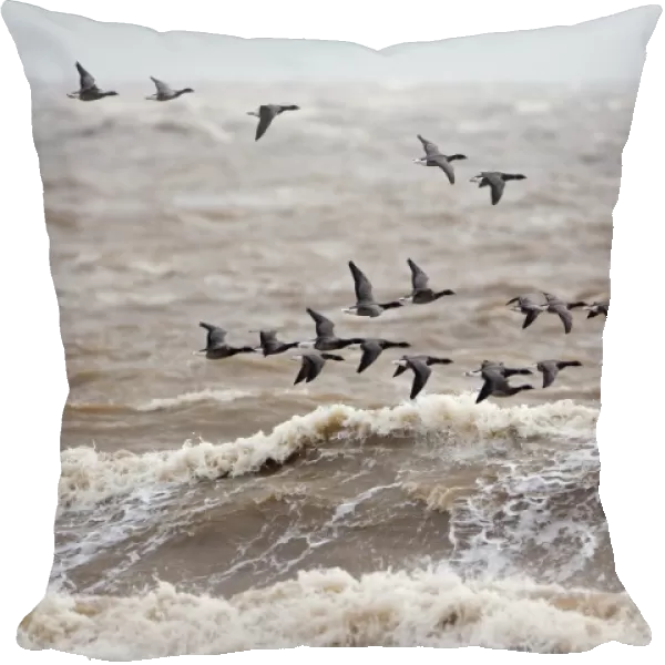 Brent Goose (Branta bernicla) flock, in flight over rough sea, Suffolk, England, november
