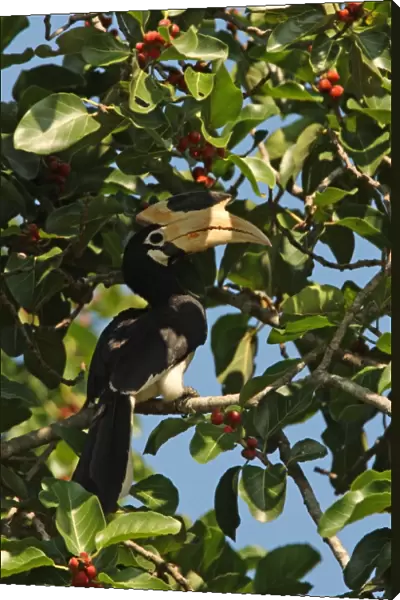 Malabar Pied Hornbill (Anthracoceros coronatus) adult, feeding on fruit, perched on branch in tree, Sri Lanka, december
