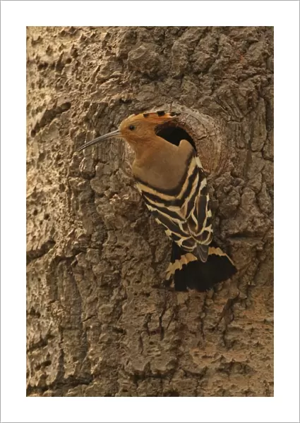 Eurasian Hoopoe (Upupa epops saturata) adult, at nesthole entrance in tree trunk, Beidaihe, Hebei, China, may