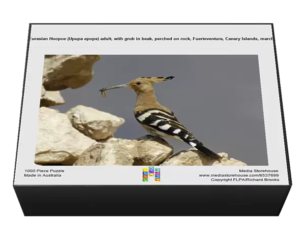 Eurasian Hoopoe (Upupa epops) adult, with grub in beak, perched on rock, Fuerteventura, Canary Islands, march