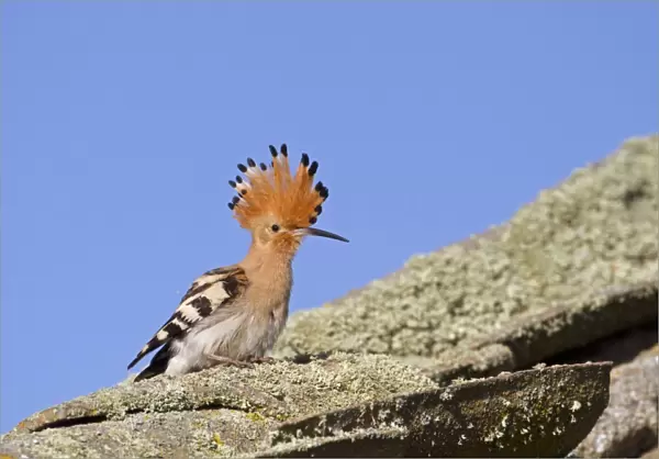 Eurasian Hoopoe (Upupa epops) adult, with crest raised, standing on old roof, Spain