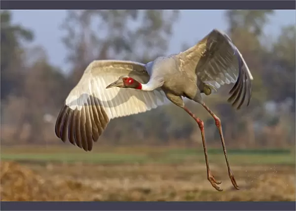 Sarus Crane (Grus antigone) adult, in flight, taking off, Rajasthan, India, january