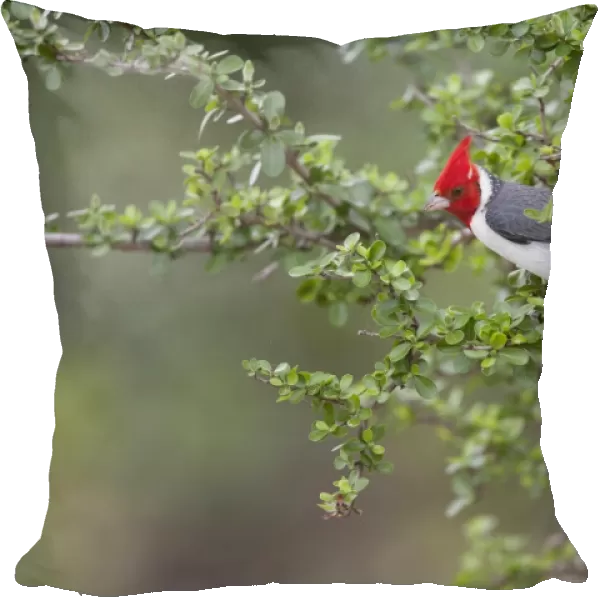 Red-crested Cardinal (Paroaria coronata) adult, perched on twig, Pantanal, Mato Grosso, Brazil
