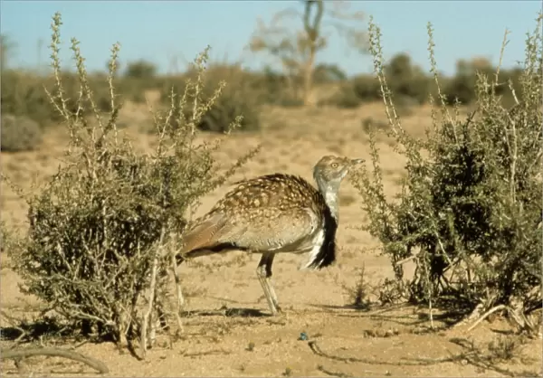 MacQueen's Bustard (Chlamodytes macqueenii) adult, standing in desert, Harrat Al Harrah National Reserve, Saudi Arabia