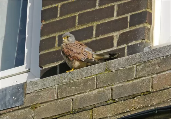 Common Kestrel (Falco tinnunculus) adult male, perched on building ledge, Widewater Lagoon, Lancing, West Sussex, England, february