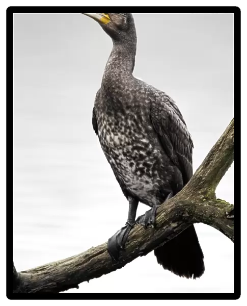 Great Cormorant (Phalacrocorax carbo) juvenile, perched on branch overhanging inland lake, Midlands, England, april