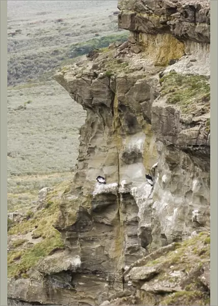 Andean Condor (Vultur gryphus) two adults, standing on cliff roosting ledge in habitat, Patagonia, Chile, november