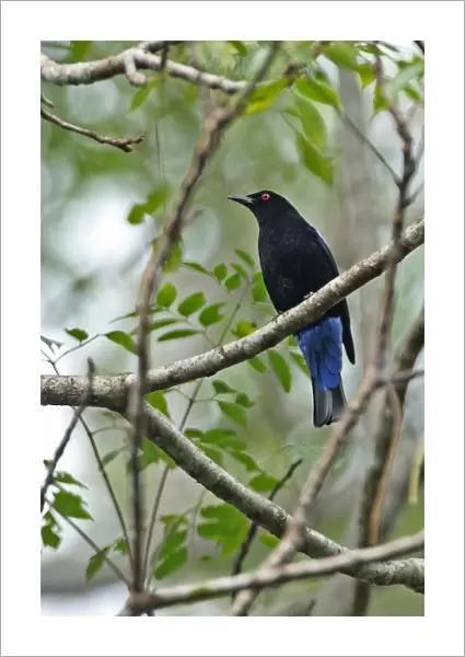 Asian Fairy-bluebird (Irena puella) adult male, perched in tree, Kaeng Krachan N. P. Thailand, november