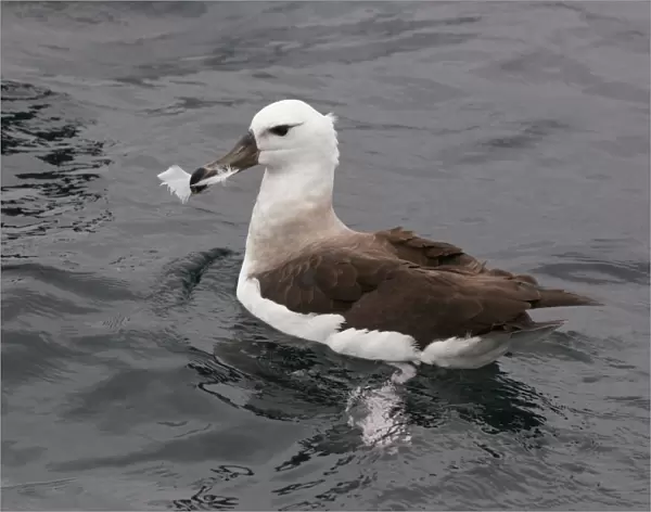 Black-browed Albatross (Thalassarche melanophrys) immature, first winter plumage, carrying feather in beak at sea, off Quintero, Chile, november