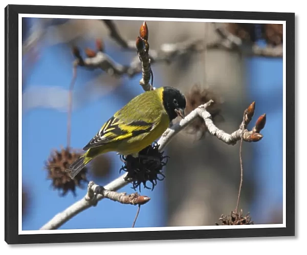 Hooded Siskin (Carduelis magellanica) adult male, feeding on seeds in tree, La Lucila, Buenos Aires Province, Argentina, july