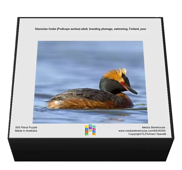 Slavonian Grebe (Podiceps auritus) adult, breeding plumage, swimming, Finland, june