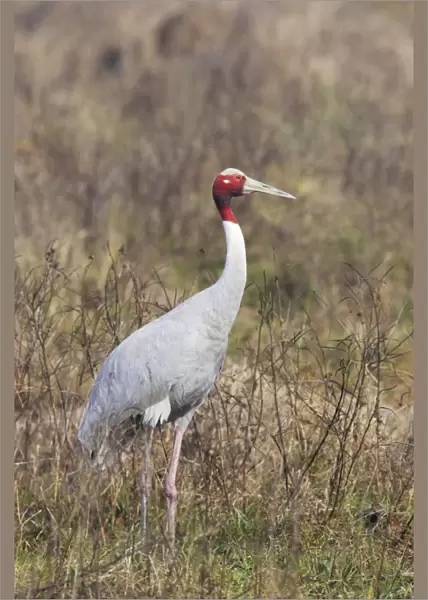 Sarus Crane (Grus antigone) adult, standing in marshland, Keoladeo Ghana N. P. (Bharatpur), Rajasthan, India