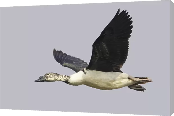 Knob-billed Goose (Sarkidiornis melanotos) adult male, in flight, Keoladeo Ghana N. P. (Bharatpur), Rajasthan, India