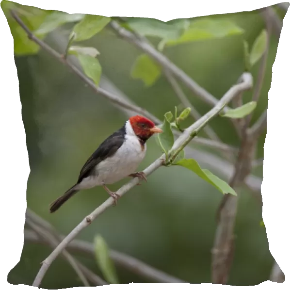 Yellow-billed Cardinal (Paroaria capitata) adult, perched on twig, Pantanal, Mato Grosso, Brazil