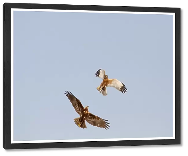 Western Marsh Harrier (Circus aeruginosus) adult pair, in flight, sparring in courtship display, Norfolk, England, january
