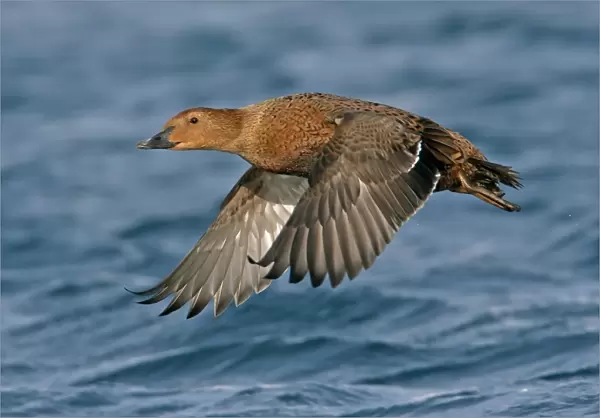 King Eider (Somateria spectabilis) adult female, in flight over sea, Northern Norway, march